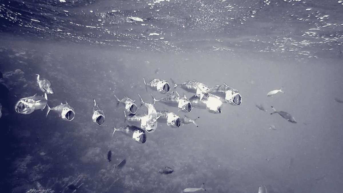 Un banco de peces autoorganizado.
