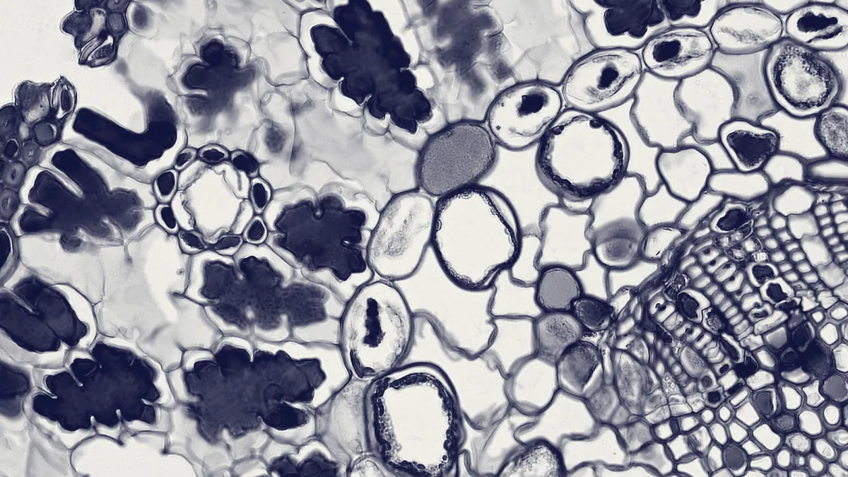 Celulas vistas al microscopio.