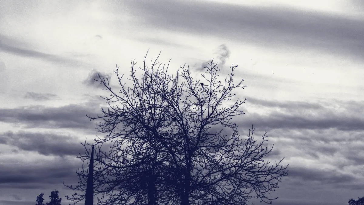 Ramas de un arbol, estructura ramificada.