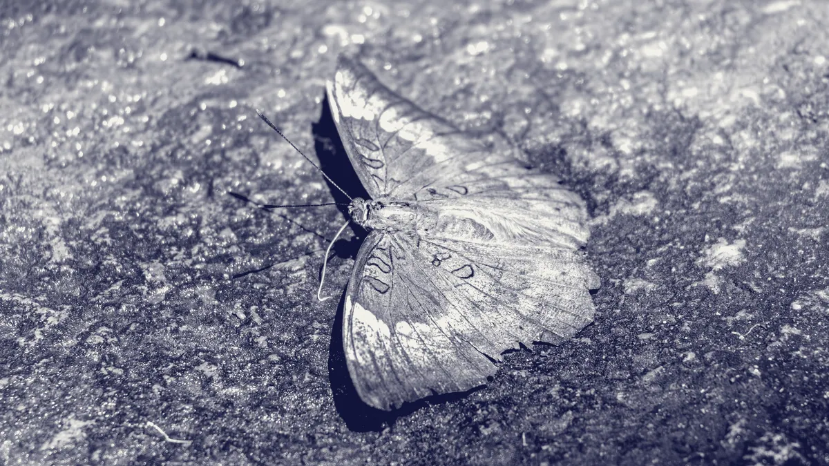 El ala de una mariposa.